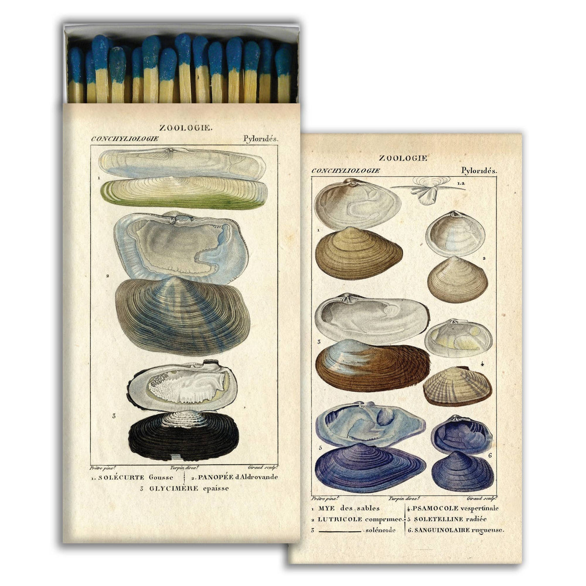 Seashell Specimens Matchbox